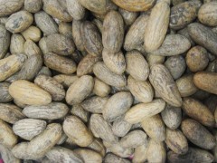 臺州千眼菩提子一手貨源、地攤產品、熱銷產品包郵